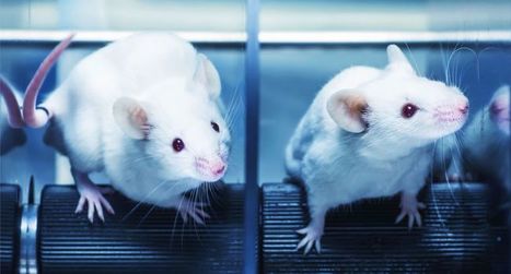 Souris, poissons, mouches : la petite "ménagerie" de l'espace | EntomoNews | Scoop.it