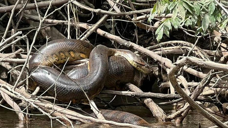 Gigantic new anaconda species discovered in Amazon rainforest | RAINFOREST EXPLORER | Scoop.it