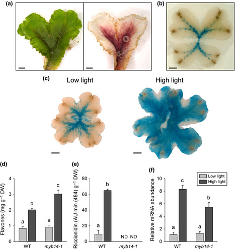 Genetic analysis of the liverwort Marchantia polymorpha reveals that R2R3MYB activation of flavonoid production in response to abiotic stress is an ancient character in land plants | Plant & environmental stress | Scoop.it