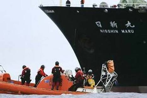 16 Chasseurs de Baleines Japonais dévorés vivants par des Orques | Think outside the Box | Scoop.it