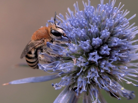 Des risques croissants menacent la survie des pollinisateurs européens sauvages – Liste rouge de l’UICN | EntomoNews | Scoop.it