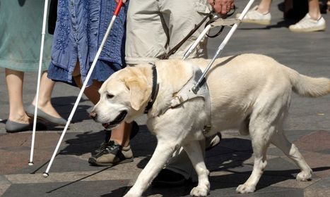 Madrid. La comunidad ha concedido 624.000 euros para cría y adiestramiento de perros-guía de la once desde 2008 | Salud Visual 2.0 | Scoop.it