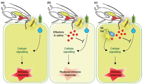 Current Opinion in Plant Biology : Effector proteins that modulate plant–insect interactions | Plants and Microbes | Scoop.it