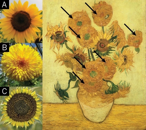 Gene behind van Gogh’s sunflowers pinpointed | Science News | Scoop.it