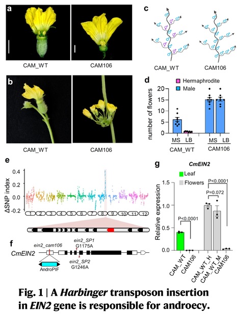 Harbinger transposon insertion in ethylene signaling gene leads to emergence of new sexual forms in cucurbits   | Plant hormones (Literature sources on phytohormones and plant signalling) | Scoop.it