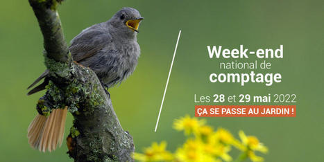 Les 28 et 29 mai 2022 : Rendez-vous au jardin pour compter les oiseaux - LPO (Ligue pour la Protection des Oiseaux) - Agir pour la biodiversit&eacute; | Nature en ville | Scoop.it