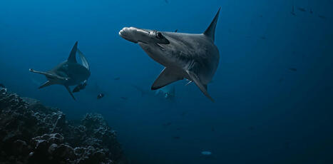 La pêche au requin, entre criminalité, narcotrafic et ressource de subsistance | HALIEUTIQUE MER ET LITTORAL | Scoop.it