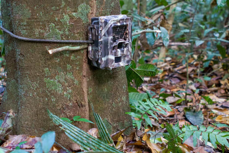 Cameras deep in Amazon rainforest capture jaw-dropping moment between unlikely duo: 'Like two old friends walking home from a bar' | RAINFOREST EXPLORER | Scoop.it