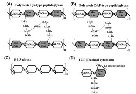 Insect Immunology Part 1 | Immunology | Scoop.it