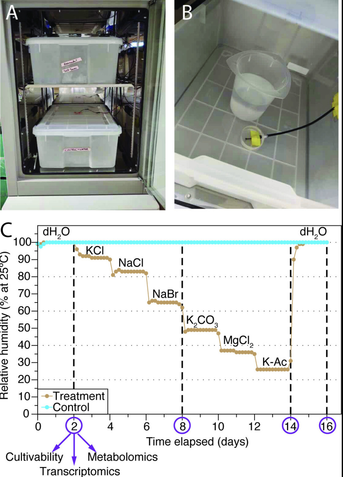 Transcriptional and metabolic stasis define des...