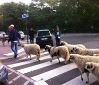 Des moutons dans nos rues | Economie Responsable et Consommation Collaborative | Scoop.it