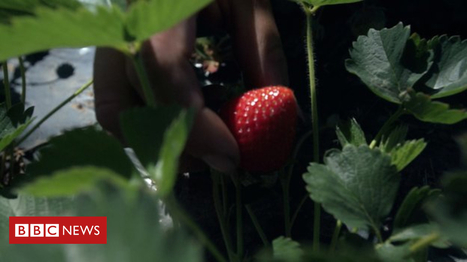 European fruit pickers shun Britain | Macroeconomics: UK economy, IB Economics | Scoop.it