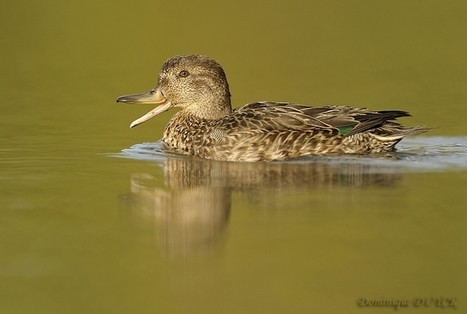 Natura 2000 : quels impacts sur les oiseaux nicheurs ? | Biodiversité | Scoop.it