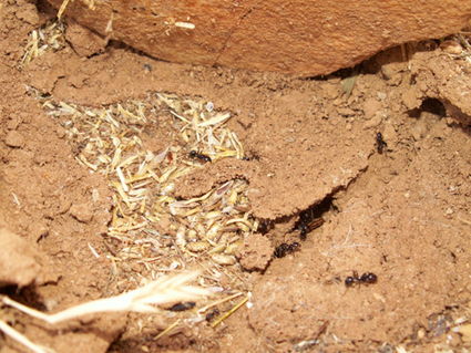 Recrutement réussi de fourmis moissonneuses | EntomoNews | Scoop.it