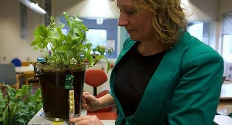 Pays-Bas : Plant-e, ou quand les plantes d'eau produisent du courant - La D&eacute;p&ecirc;che | Plant Sciences | Scoop.it
