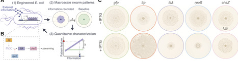 Engineered E. coli swarming for binary and analog input recording | Msb | RMH | Scoop.it