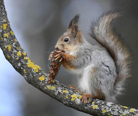 IS: Yritys haki käpyjen kerääjiä, näin kävi | 1Uutiset - Lukemisen tähden | Scoop.it