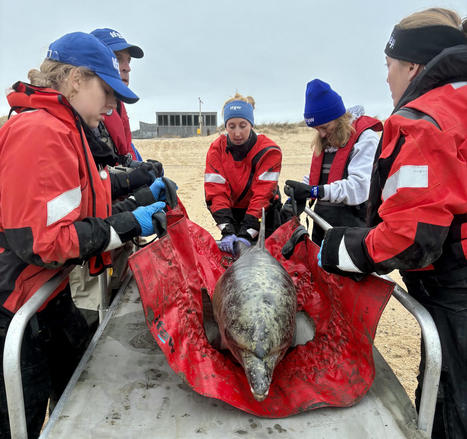Three Dolphins Have Been Rescued & Released Off The Coast Of Provincetown, Massachusetts | Soggy Science | Scoop.it