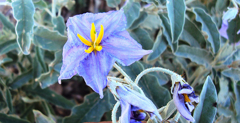 L&rsquo;urgence de lutter contre les plantes invasives | Nawaat - Tunisia | Biodiversit&eacute; | Scoop.it