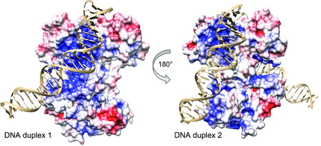 Structural and functional characterization of DdrC, a novel DNA damage-induced nucleoid associated protein involved in DNA compaction | I2BC Paris-Saclay | Scoop.it