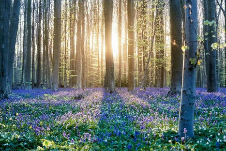 Nouvelle législation proposée pour améliorer la résilience des forêts européennes - Commission européenne | Biodiversité | Scoop.it