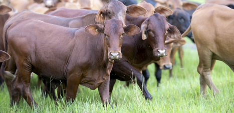 Technology is changing the face of  Australian cattle farming | Stage 5 Sustainable Biomes | Scoop.it