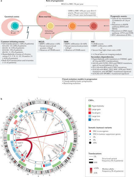 Single-cell profiling of tumour evolution in multiple myeloma &mdash; opportunities for precision medicine | Nature Reviews Clinical Oncology | Hematology | Scoop.it