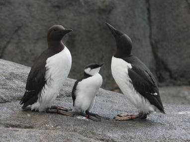 Une huile mystérieuse englue les oiseaux marins en Angleterre | Toxique, soyons vigilant ! | Scoop.it