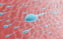 Scientists reveal how females store sperm for decades | Science News | Scoop.it