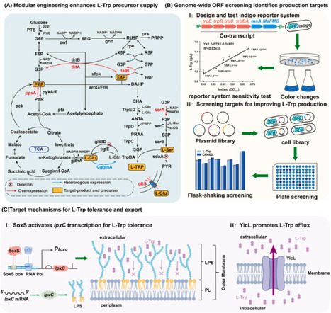 Genome-scale overexpression screening identifies product tolerance and efflux transport as key determinants of high-level L-tryptophan production in Escherichia coli | meg | RMH | Scoop.it
