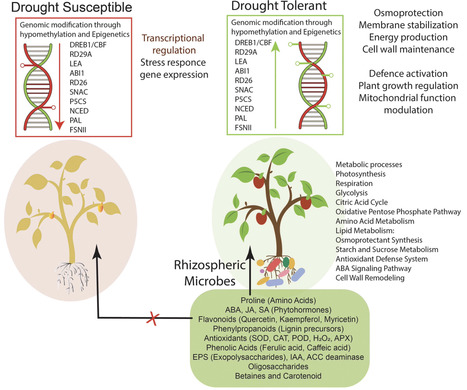 Rhizobacteria-Mediated Plant Resilience to Abiotic Stresses: Drought, Salinity, and Heat | pce | RMH | Scoop.it