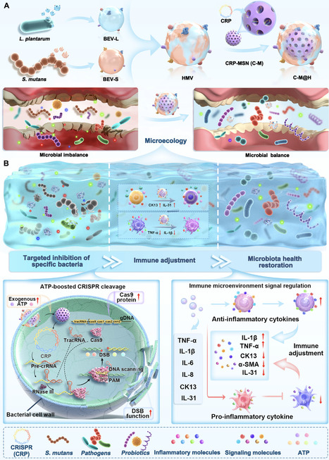 Energy-assisted CRISPR cleavage and probiotic vesicle signaling platform: Microbiome reprogramming for homeostasis | Sadv | RMH | Scoop.it