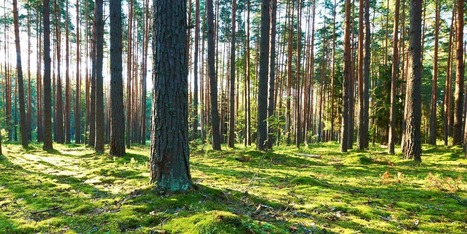 Buying Timberland with a Self-Directed IRA | Timberland Investment | Scoop.it