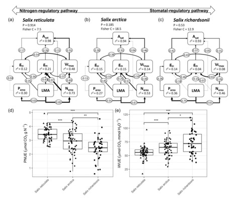 Original Paper in Plant Cell Environ • Pepin & Maire Labs 2024 • Carboxylation capacity is the main limitation of carbon assimilation in High Arctic shrubs | Originals | Scoop.it