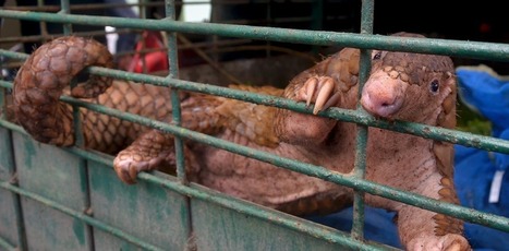 Covid-19 or the pandemic of mistreated biodiversity | Biodiversit&eacute; | Scoop.it