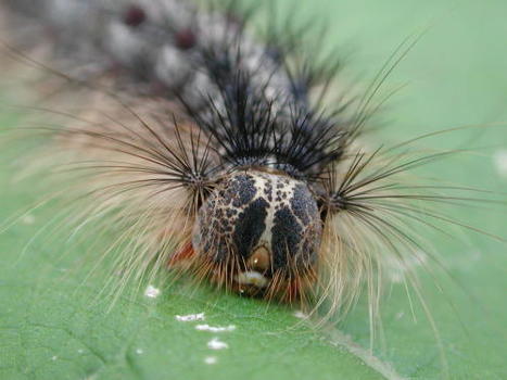 Des nouvelles des insectes : Expansion permanente | EntomoNews | Scoop.it