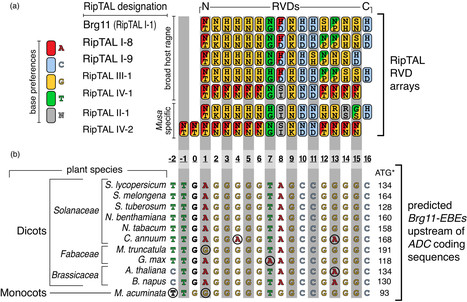 An ancient cis‐element targeted by Ralstonia solanacearum TALE‐like effectors facilitates the development of a promoter trap that could confer broad‐spectrum wilt resistance - Plant Biotech J. | TAL effector science | Scoop.it