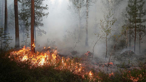 Public Outrage Mounts as Siberia Forest Fires Spread at Unprecedented Rate - The Moscow Times | Agents of Behemoth | Scoop.it