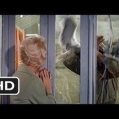 Science solves the mystery of Alfred Hitchcock's crazed birds | Science News | Scoop.it