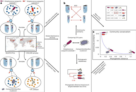 Community conservatism is widespread across microbial phyla and environments | NEE | RMH | Scoop.it