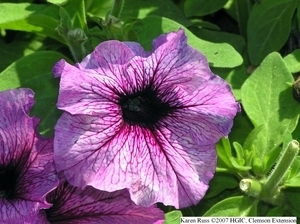 Growing Petunias | Gardening Life | Scoop.it
