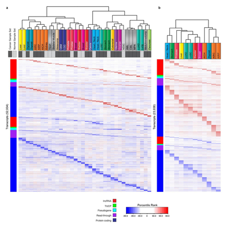 The landscape of long noncoding RNAs in the human transcriptome - Nature Genetics | Genetics - GEG Tech top picks | Scoop.it