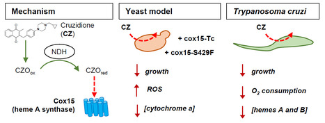 The heme A synthase Cox15, as a target of redox-active 3-benzylmenadiones with antiparasitic activity | I2BC Paris-Saclay | Scoop.it