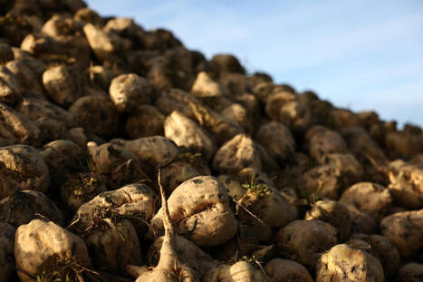 Budget 2026 : l’Assemblée nationale approuve une hausse du crédit d’impôt pour l’agriculture biologique | Actualité Bétail | Scoop.it