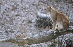 Franche-Comté: les relâchers de lynx approuvés par consultation | Biodiversité - @ZEHUB on Twitter | Scoop.it