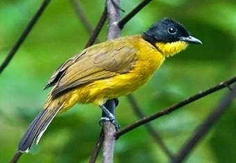 Download Suara Burung Pleci Gacor Ngalas Mp3