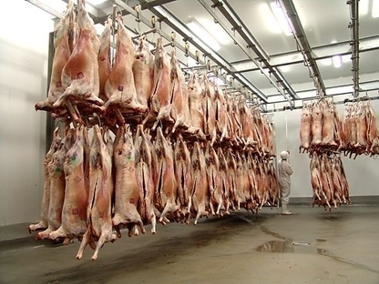 Abattoirs: le gouvernement se penche sur les conditions de travail de l’industrie agroalimentaire | La Gazette des abattoirs | Scoop.it