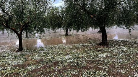 ITALY : Olive Farmers in Puglia Face ‘Catastrophic’ Harvest After Autumn Storms | CIHEAM Press Review | Scoop.it