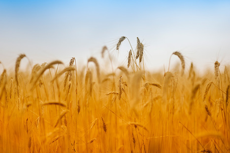Egypt about to fail on wheat self-sufficiency? | MED-Amin network | Scoop.it