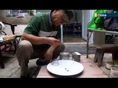 Chine : combats de grillons | Variétés entomologiques | Scoop.it